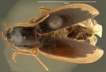 Media type: image;   Entomology 28658 Aspect: habitus dorsal view